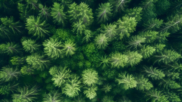 National Energy & Climate Plans: Overview of Energy Storage and Flexibility Targets